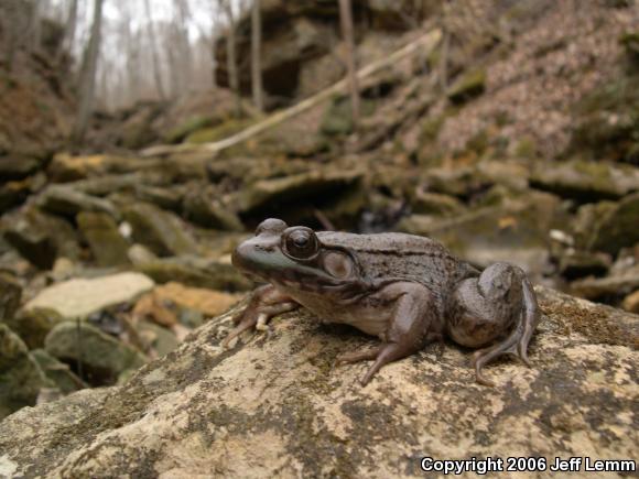 Green Frog (Lithobates clamitans)