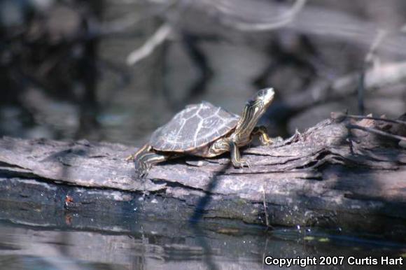 Escambia Map Turtle (Graptemys ernsti)