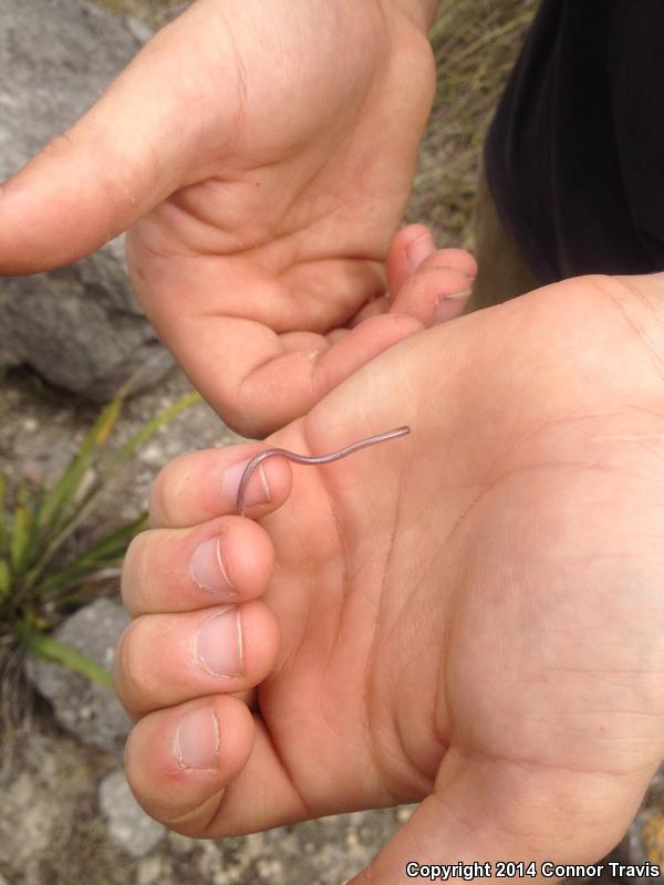 Texas Threadsnake (Leptotyphlops dulcis)