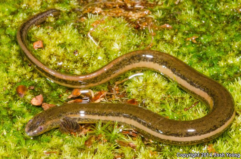 Slender Dwarf Siren (Pseudobranchus striatus spheniscus)