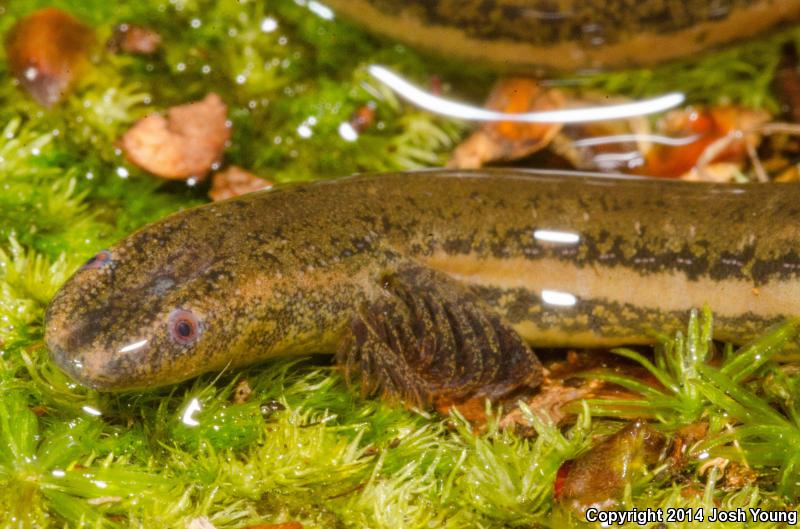 Slender Dwarf Siren (Pseudobranchus striatus spheniscus)