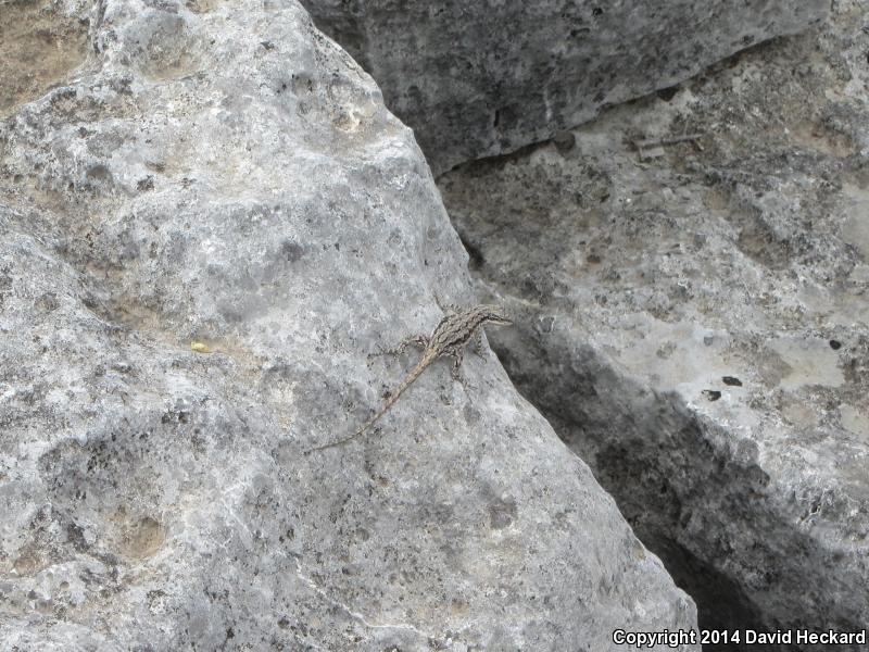 Texas Tree Lizard (Urosaurus ornatus ornatus)