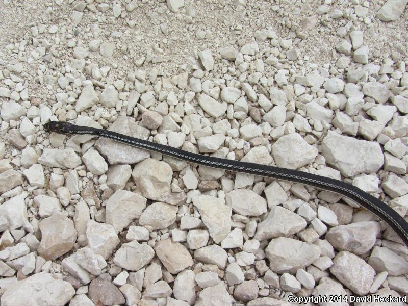 Central Texas Whipsnake (Coluber taeniatus girardi)