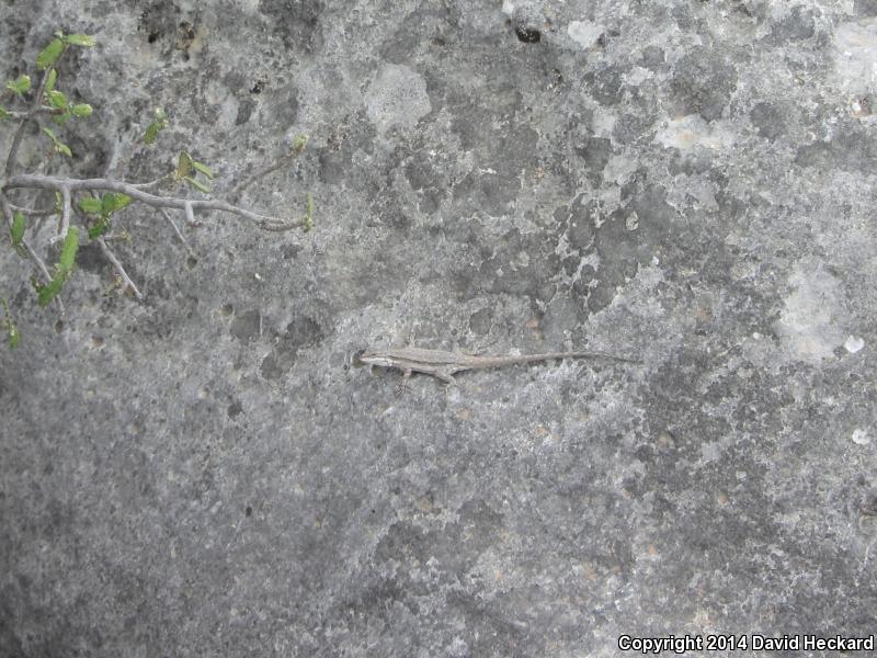 Texas Tree Lizard (Urosaurus ornatus ornatus)