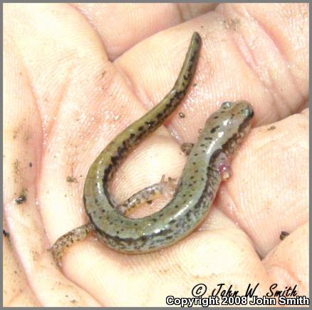Northern Two-lined Salamander (Eurycea bislineata)