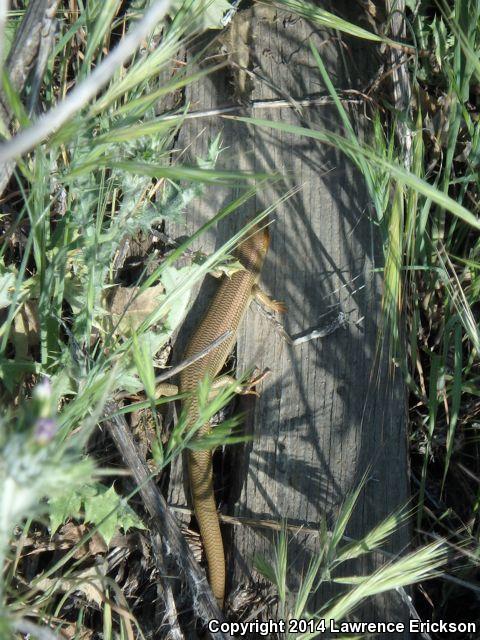 Variegated Skink (Plestiodon gilberti cancellosus)