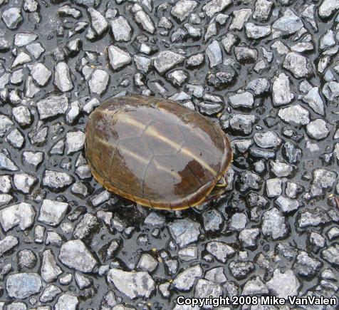 Striped Mud Turtle (Kinosternon baurii)