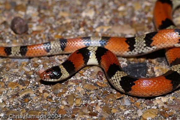 Texas Scarletsnake (Cemophora coccinea lineri)