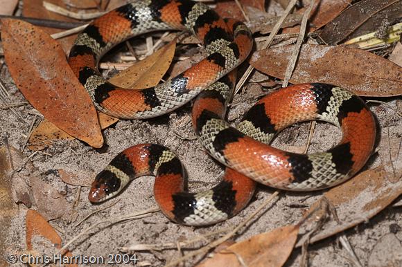 Texas Scarletsnake (Cemophora coccinea lineri)