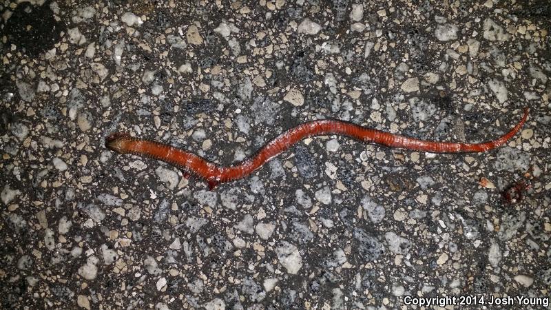 North Florida Swampsnake (Seminatrix pygaea pygaea)