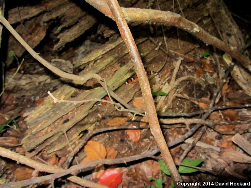 Louisiana Milksnake (Lampropeltis triangulum amaura)