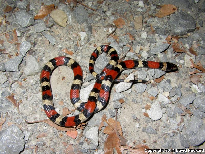 Louisiana Milksnake (Lampropeltis triangulum amaura)