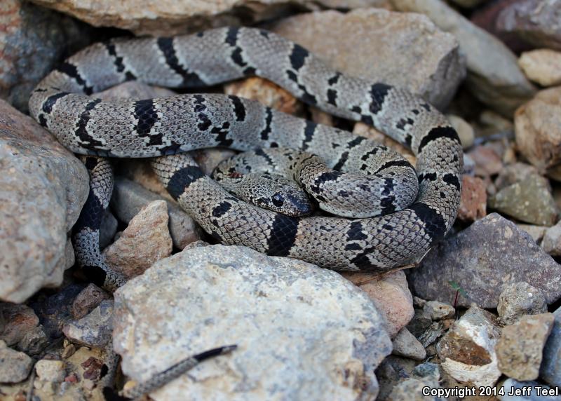 Gray-banded Kingsnake (Lampropeltis alterna)