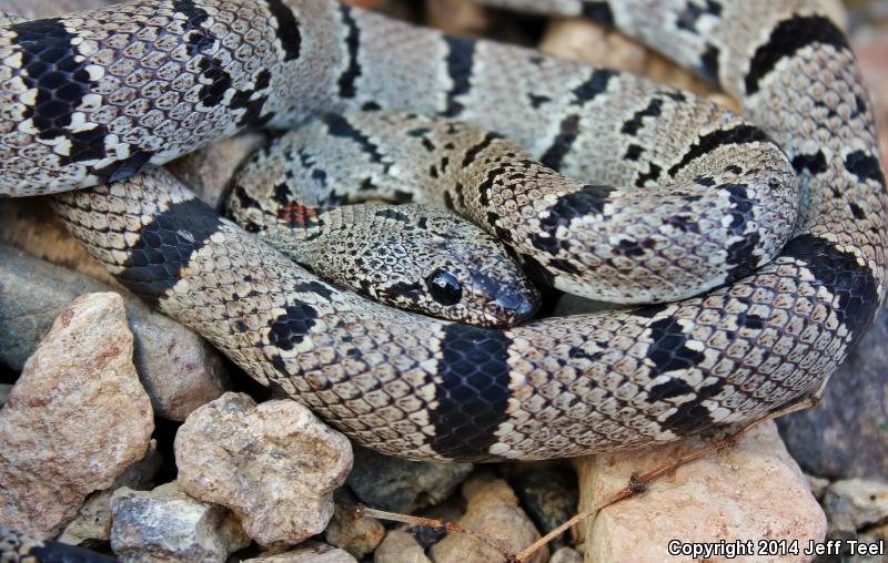 Gray-banded Kingsnake (Lampropeltis alterna)