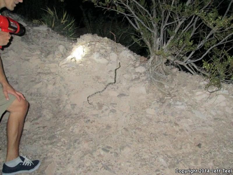 Gray-banded Kingsnake (Lampropeltis alterna)