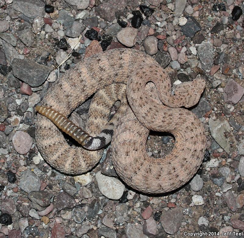 San Lucan Speckled Rattlesnake (Crotalus mitchellii mitchellii)