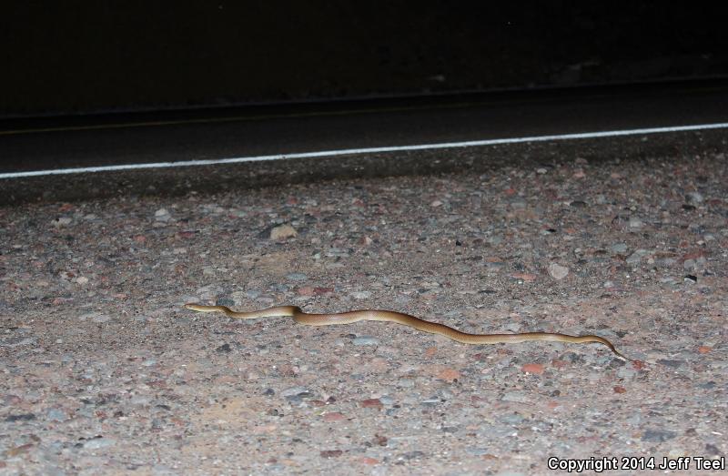 Baja California Rat Snake (Bogertophis rosaliae)