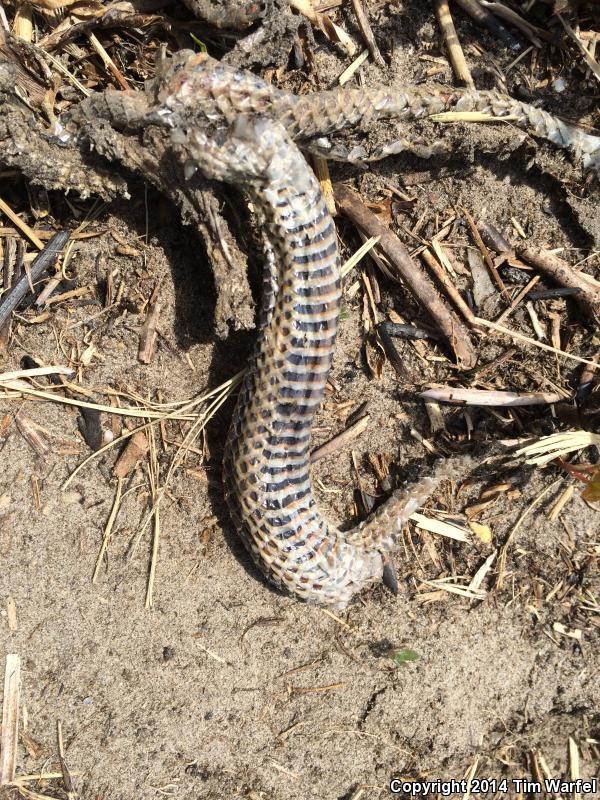 Common Rainbow Snake (Farancia erytrogramma erytrogramma)