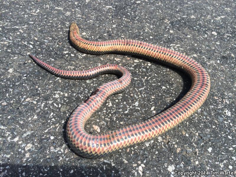 Common Rainbow Snake (Farancia erytrogramma erytrogramma)