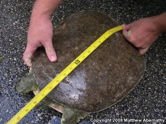 Pallid Spiny Softshell (Apalone spinifera pallida)