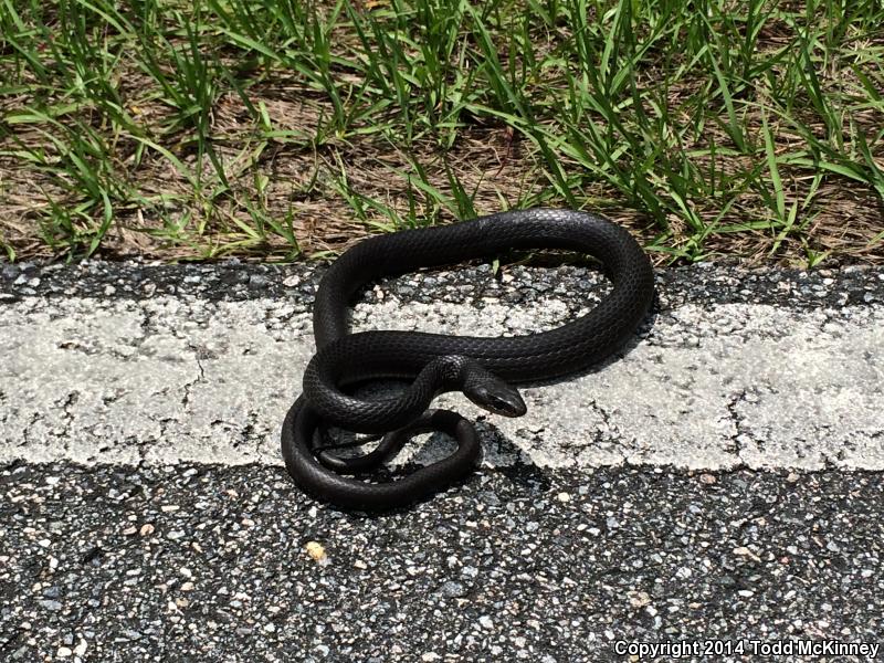 Brown-chinned Racer (Coluber constrictor helvigularis)