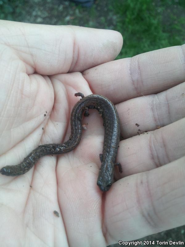 San Simeon Slender Salamander (Batrachoseps incognitus)