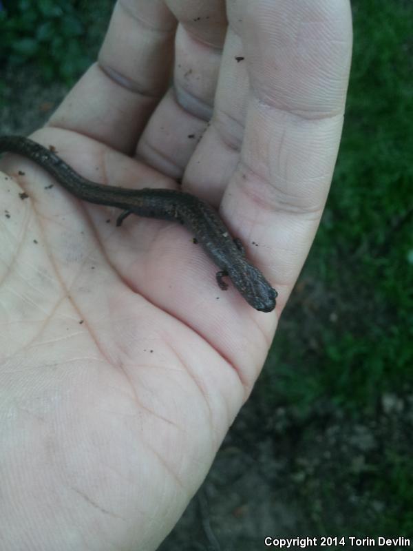 San Simeon Slender Salamander (Batrachoseps incognitus)