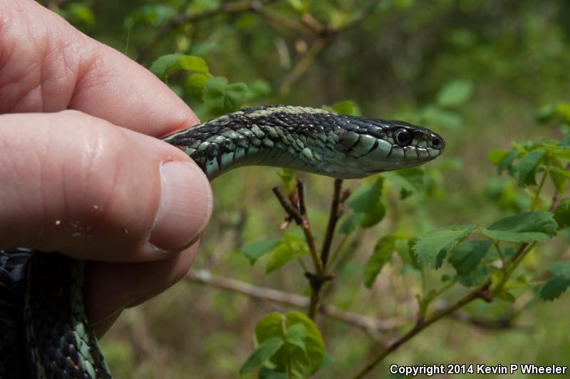 Puget Sound Gartersnake (Thamnophis sirtalis pickeringii)