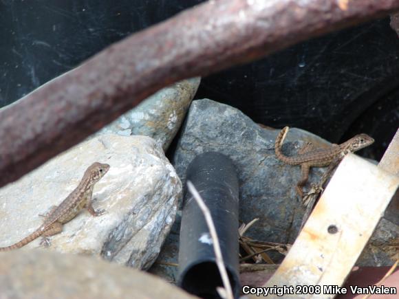 Little Bahama Curly-tailed Lizard (Leiocephalus carinatus armouri)