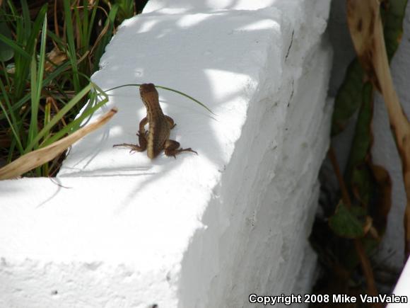 Little Bahama Curly-tailed Lizard (Leiocephalus carinatus armouri)