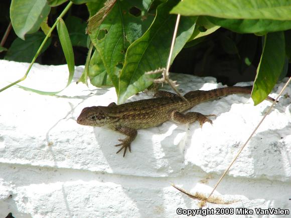 Little Bahama Curly-tailed Lizard (Leiocephalus carinatus armouri)