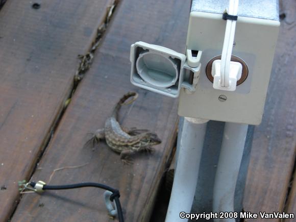 Little Bahama Curly-tailed Lizard (Leiocephalus carinatus armouri)