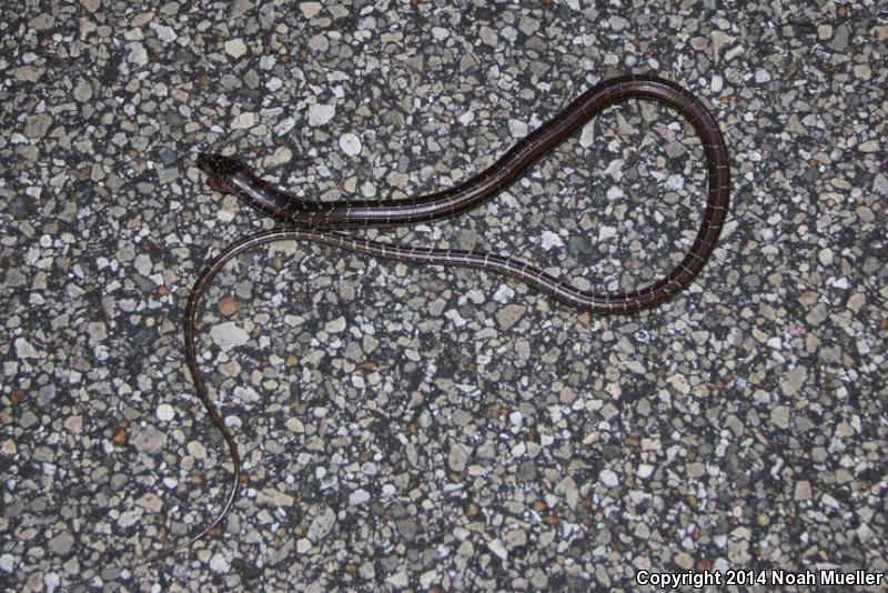 Eastern Slender Glass Lizard (Ophisaurus attenuatus longicaudus)