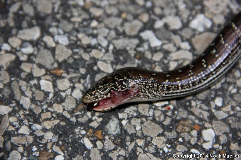 Eastern Slender Glass Lizard (Ophisaurus attenuatus longicaudus)