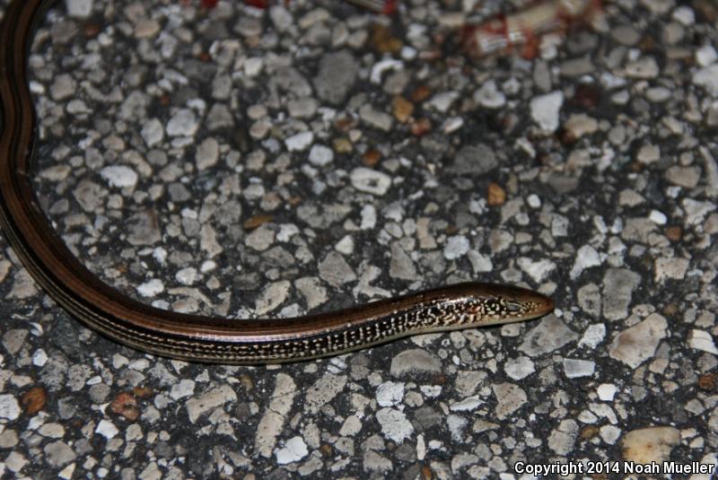 Mimic Glass Lizard (Ophisaurus mimicus)