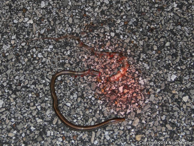 Mimic Glass Lizard (Ophisaurus mimicus)