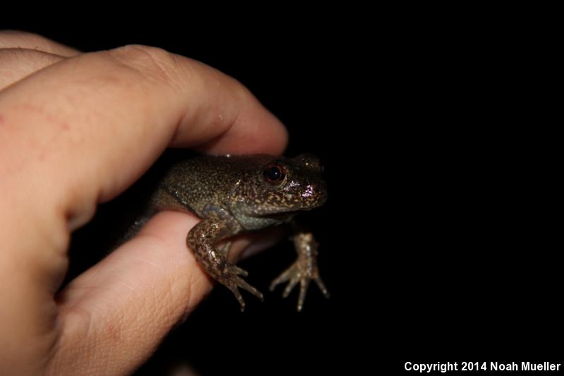 River Frog (Lithobates heckscheri)