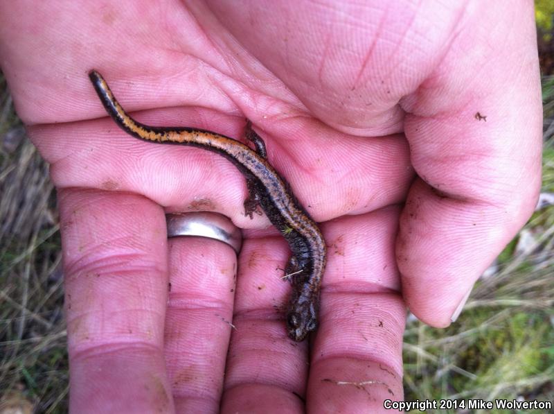 Larch Mountain Salamander (Plethodon larselli)