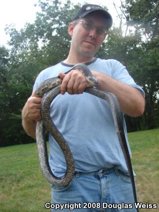 Black Ratsnake (Pantherophis obsoletus obsoletus)