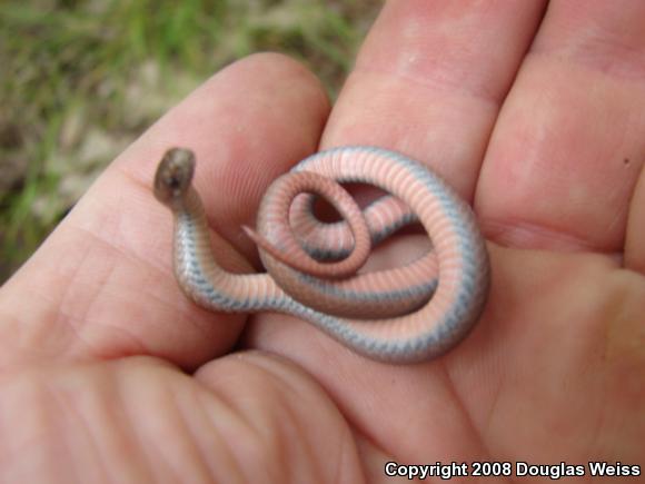 Northern Red-bellied Snake (Storeria occipitomaculata occipitomaculata)