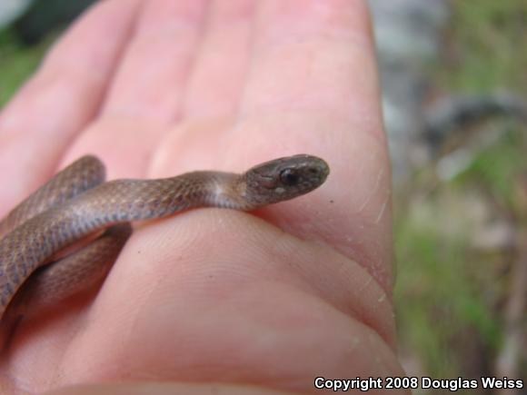 Northern Red-bellied Snake (Storeria occipitomaculata occipitomaculata)