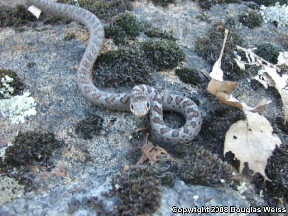 Northern  Black Racer (Coluber constrictor constrictor)