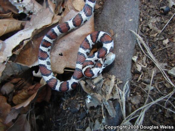 Eastern Milksnake (Lampropeltis triangulum triangulum)