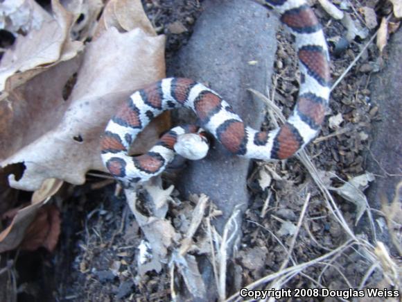 Eastern Milksnake (Lampropeltis triangulum triangulum)