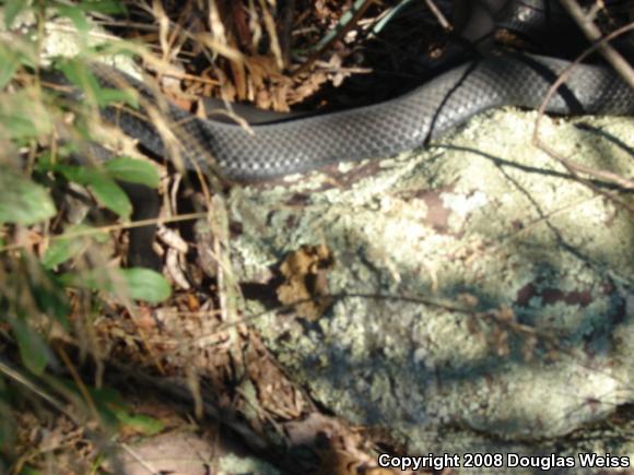 Northern  Black Racer (Coluber constrictor constrictor)