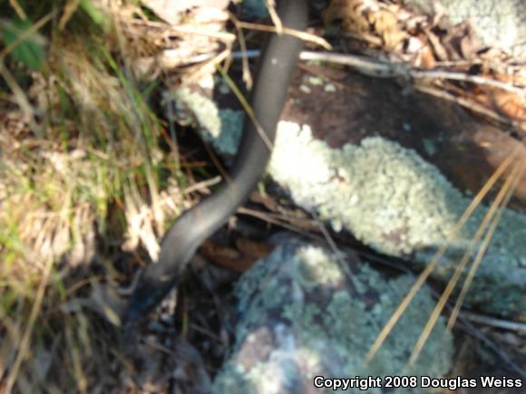 Northern  Black Racer (Coluber constrictor constrictor)