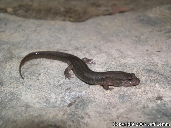 Northern Dusky Salamander (Desmognathus fuscus)