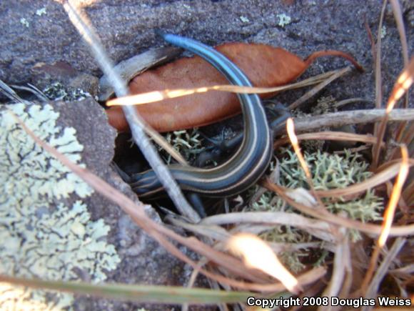 Five-lined Skink (Plestiodon fasciatus)