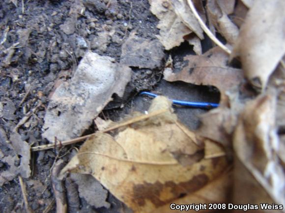 Five-lined Skink (Plestiodon fasciatus)