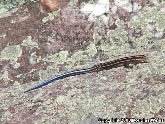 Five-lined Skink (Plestiodon fasciatus)